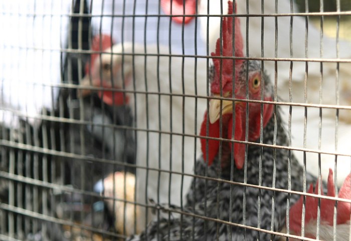 Mengembangkan Produk Turunan Dari Ayam Hutan Yang Ramah Lingkungan