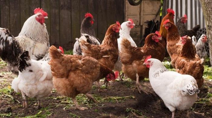 Keunggulan Dan Kelemahan Beternak Ayam Kampung