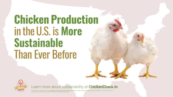 Chickens permaculture sustainable permies