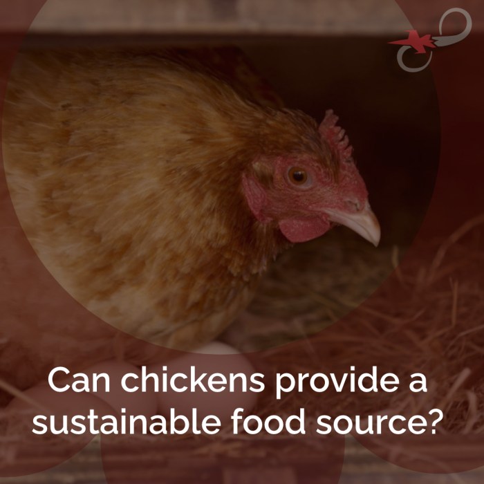 Fewer percent sustainability chickencheck become