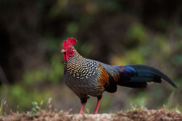 Fowl grey jungle junglefowl