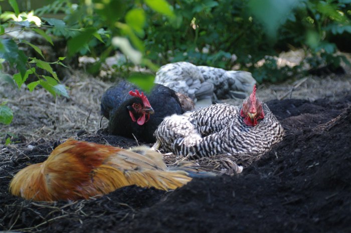 Sustainable chickens