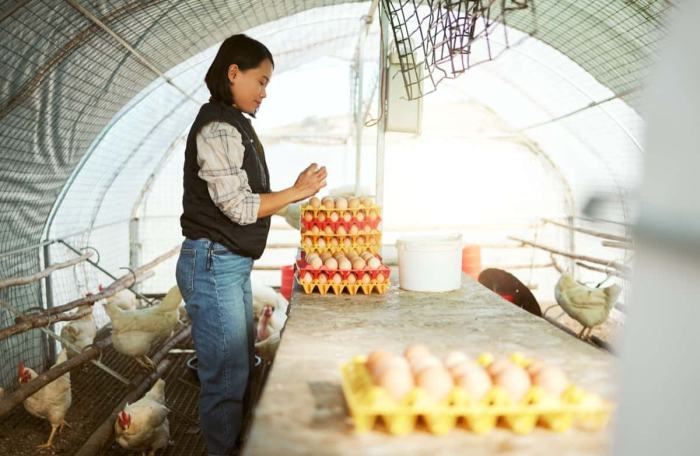 Kampung chicken farming