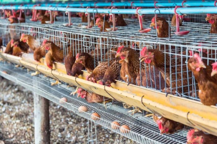 Chicken kampung farming