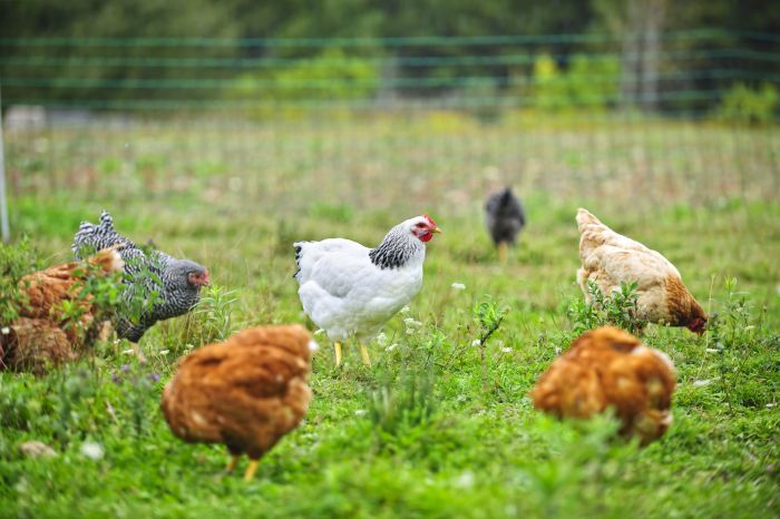 Peran Ayam Kampung Dalam Menjaga Kearifan Lokal