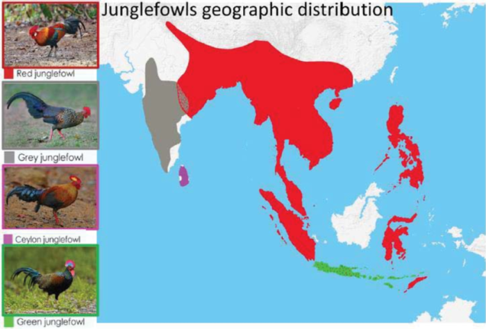 Distribusi Geografis Ayam Hutan Hijau Di Indonesia