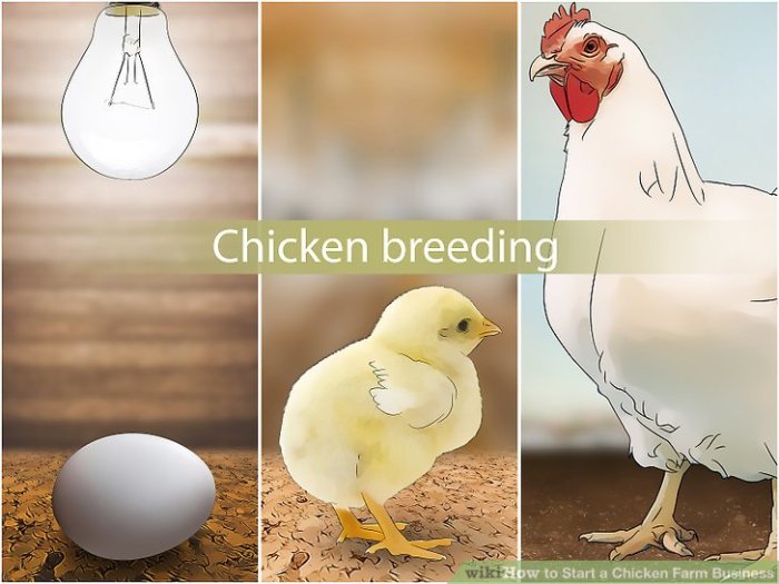 Chicken poultry farming layer plan business ideas starting