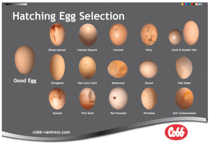 Egg alltech chickens eggshell chicken eggs shell quality poster problems poultry look common weird pdf why keeping raising does colors