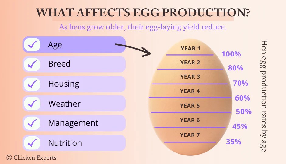 Faktor-Faktor Yang Mempengaruhi Kualitas Telur Ayam