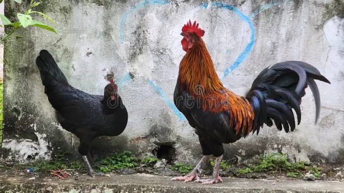 Peran Ayam Kampung Dalam Menjaga Kearifan Lokal