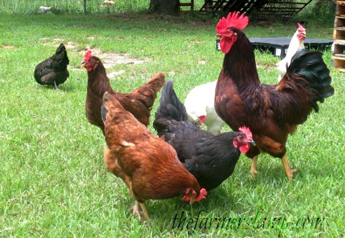 Peran Ayam Kampung Dalam Menjaga Kearifan Lokal