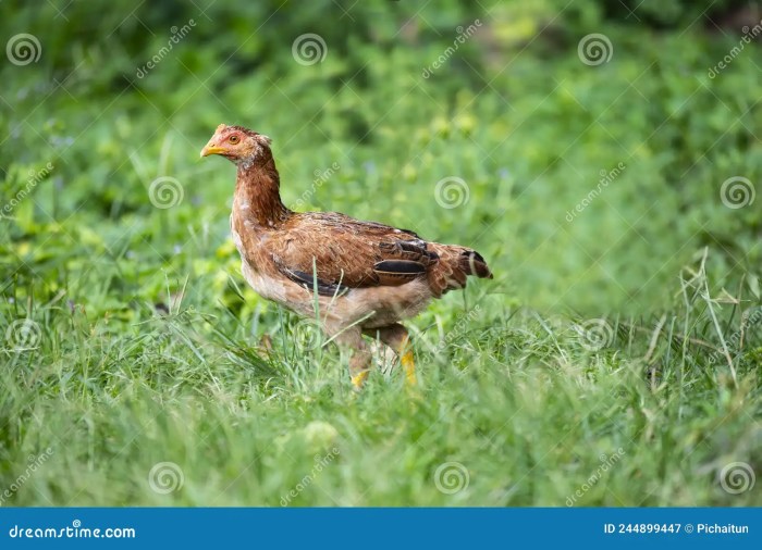 Gallo bankiva galinhas origem junglefowl gallus domesticadas ecured kalon announcement galo chickens clasificación científica