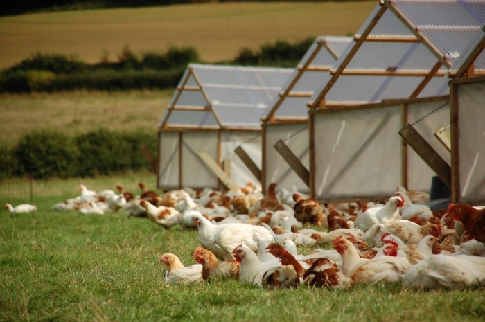 Peran Ayam Kampung Dalam Menjaga Kearifan Lokal