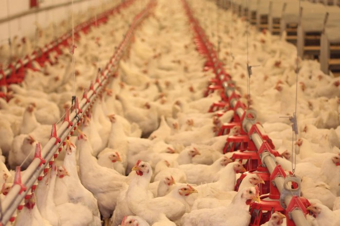 Perbedaan Ayam Kampung Dan Ayam Potong Secara Detail