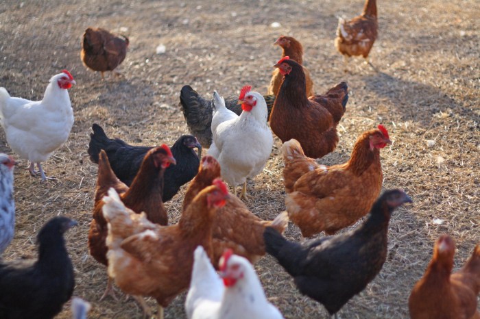 Keunggulan Dan Kelemahan Beternak Ayam Kampung