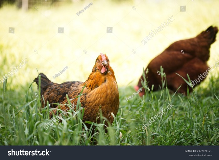 Langkah-Langkah Memulai Usaha Ternak Ayam Petelur Skala Kecil